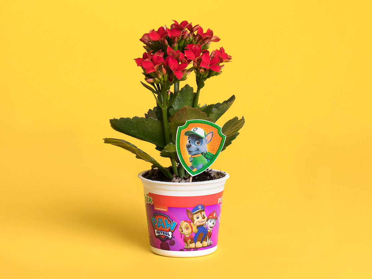 PAW Patrol Yogurt Cup Flower Pot