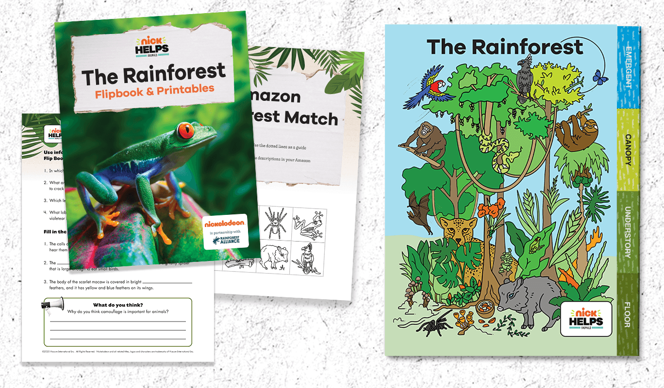 Rainforest Flipbook and Activity Pack