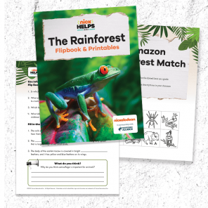 Learn About the Rainforest
