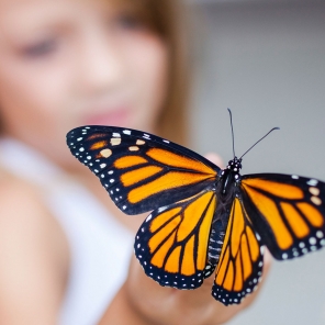 Build Your Own Butterfly Habitat